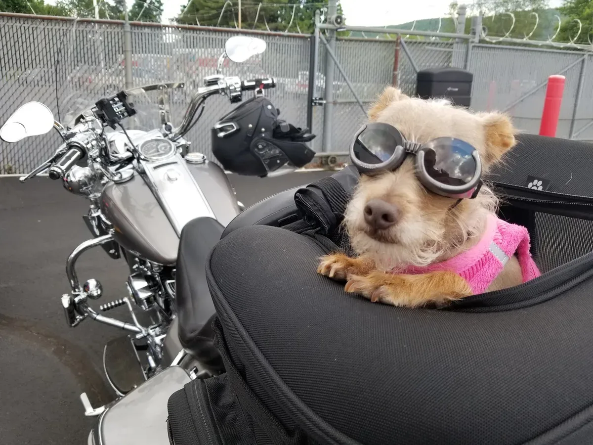 Small dog wearing riding goggles seated in a carrier on the back of a member's motorcycle