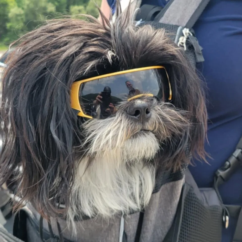 Arlo, a shaggy dark grey and white dog in yellow framed goggles, riding in a carrier