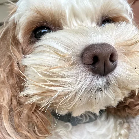 Close-up portrait of Bailey, a white and tan dog