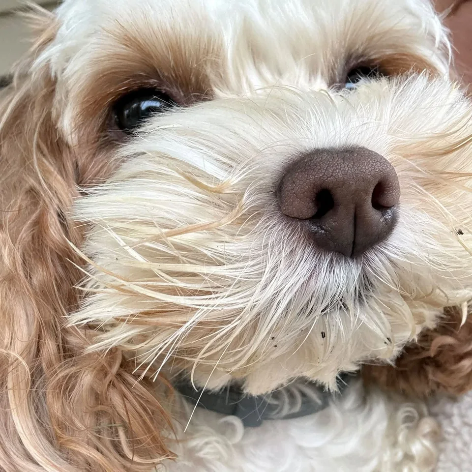 Close-up portrait of Bailey, a white and tan dog