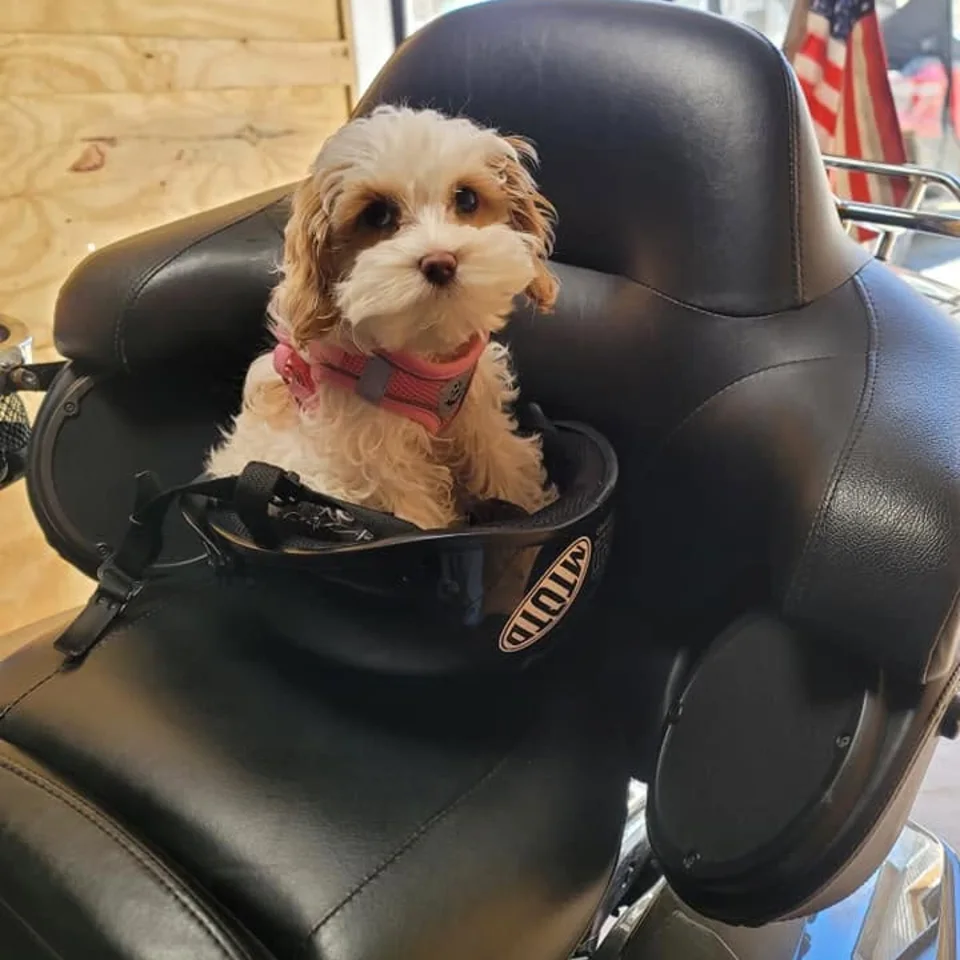 Bailey sitting in a riding carrier on the passenger seat of a motorcycle