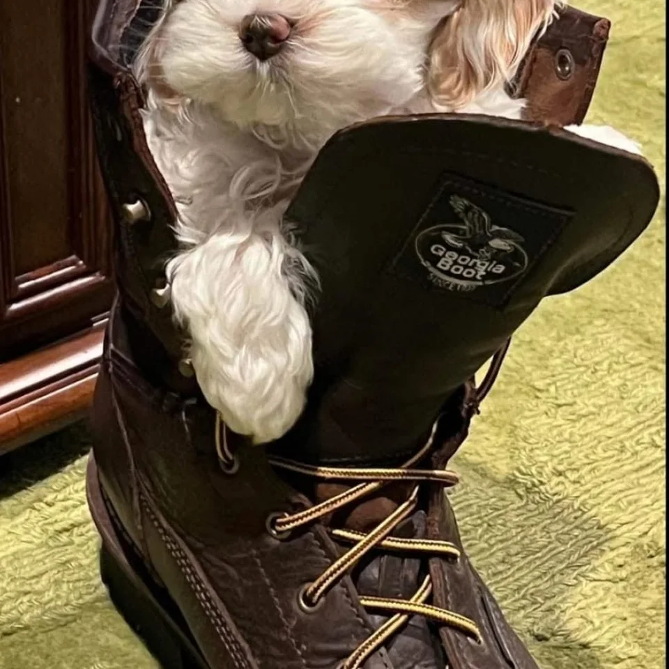 Bailey as a puppy sitting inside a brown work boot