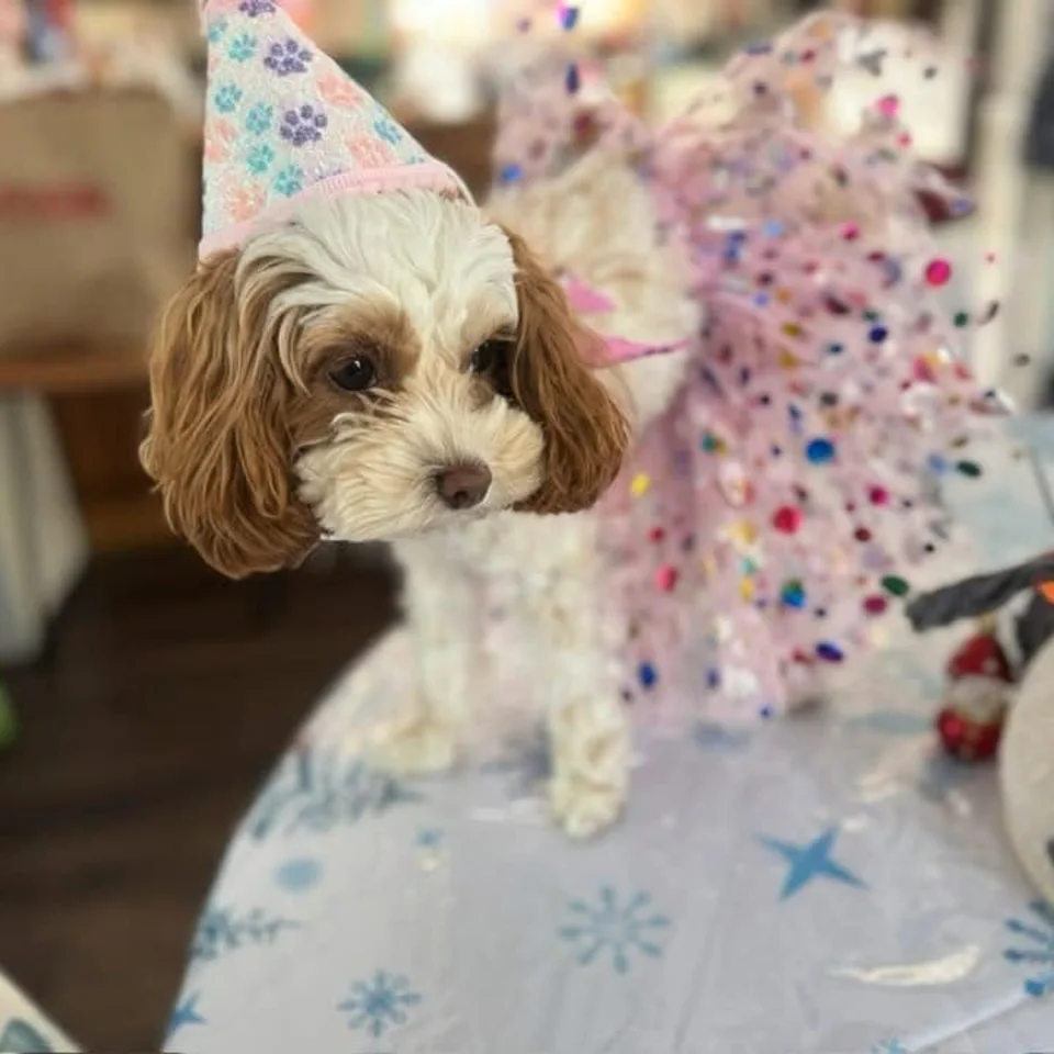 Bailey wearing a paw-print party hat beside holiday snowman decorations