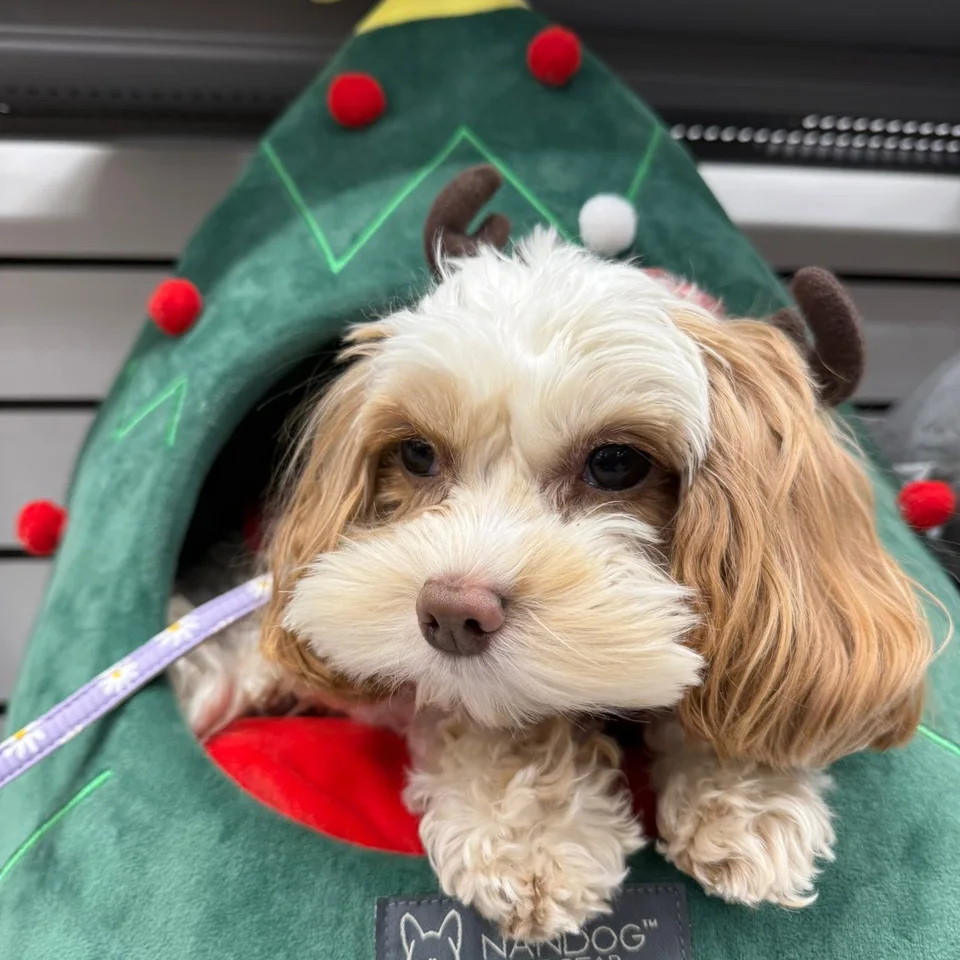 Bailey sitting in a green Christmas tree-shaped pet bed