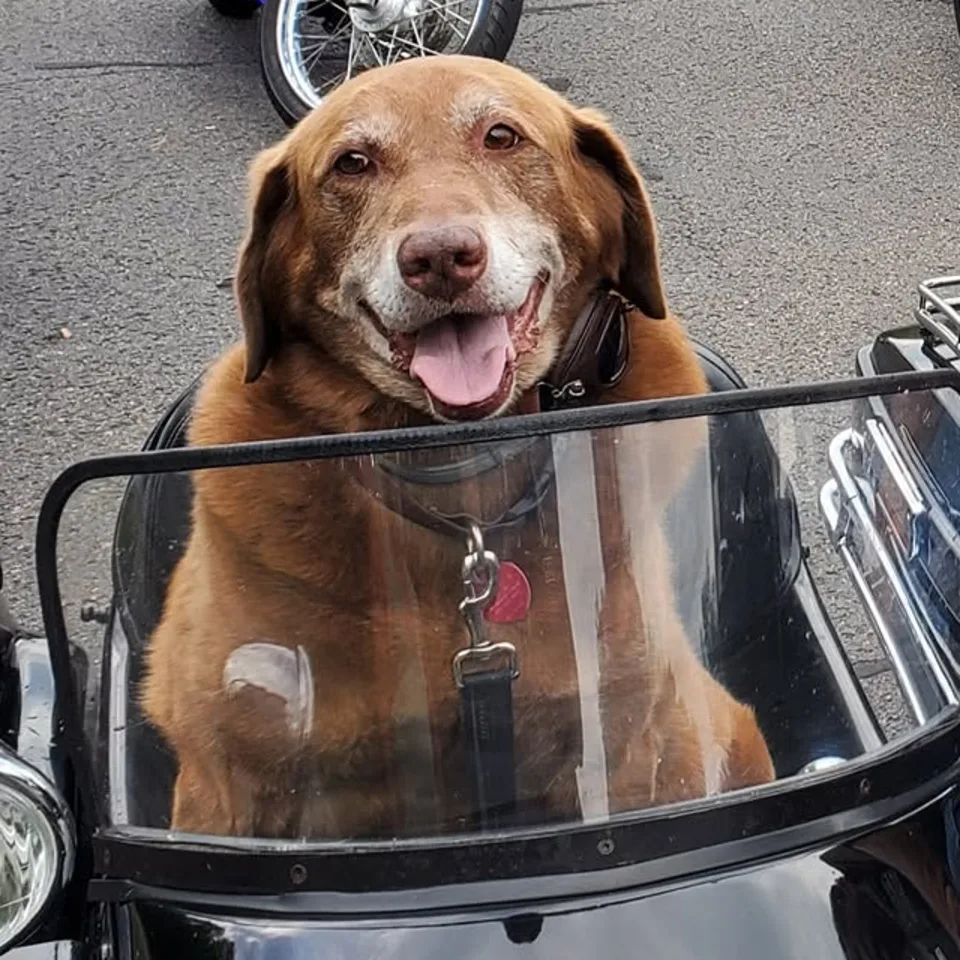Charlie, a big brown dog with a greying muzzle, sitting up in a motorcycle sidecar with his tongue out