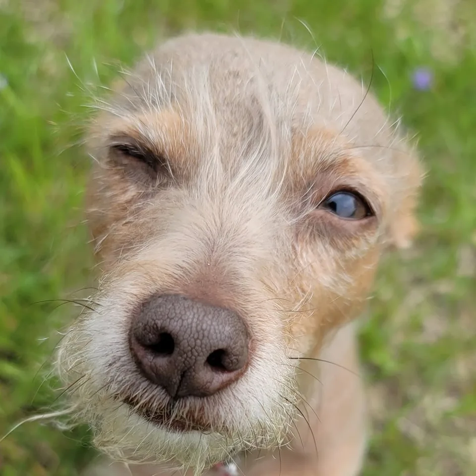 Pixel, a small tan terrier mix with a scruffy beard and one clouded eye, sitting in the grass and looking up at the camera