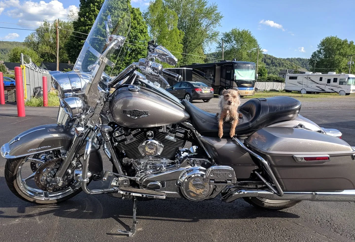 Pixel sitting up on the seat of Fiona, a grey Harley-Davidson Road King, parked in a lot on a clear day