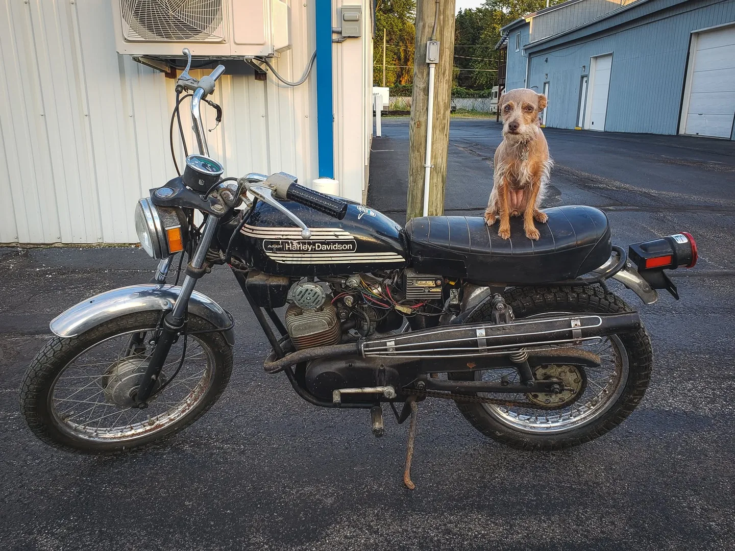 Pixel sitting on the long black seat of an old AMF era Harley-Davidson with spoked wheels, parked on the pavement outside a shop