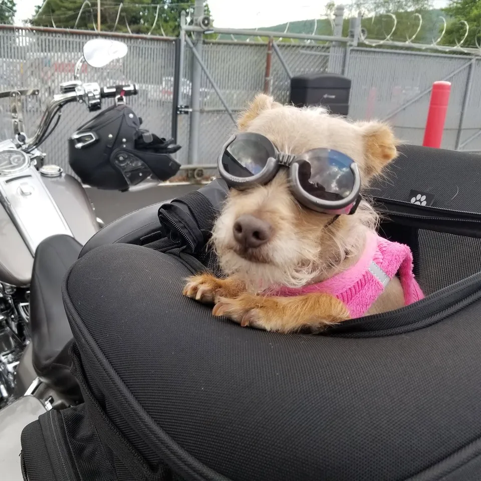 Pixel in dark goggles and a pink harness, resting her paws over the edge of her carrier on the seat of the Road King, with a helmet hanging from the handlebars