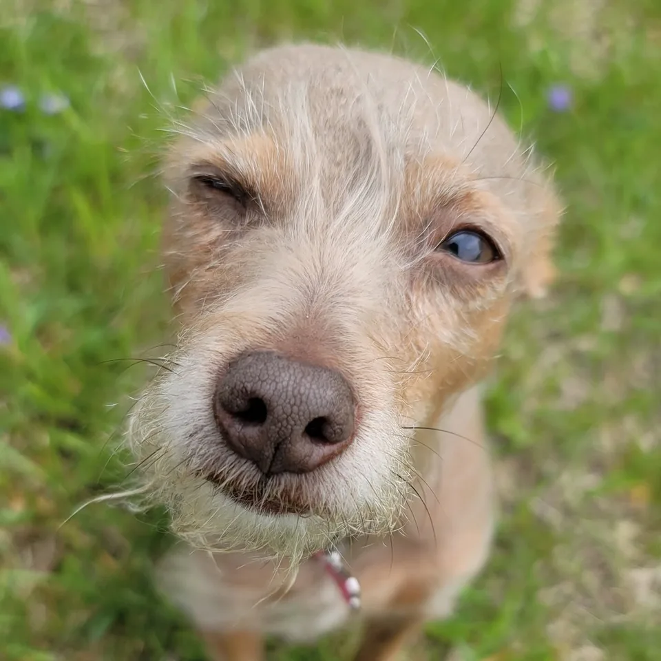 Pixel sitting in the grass in her collar, head tipped to one side, looking up at the camera