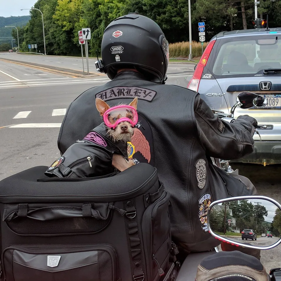 Pixel in pink goggles and a winged vest, tucked into her carrier behind a rider in a Harley jacket, looking back down the road while they wait at a light