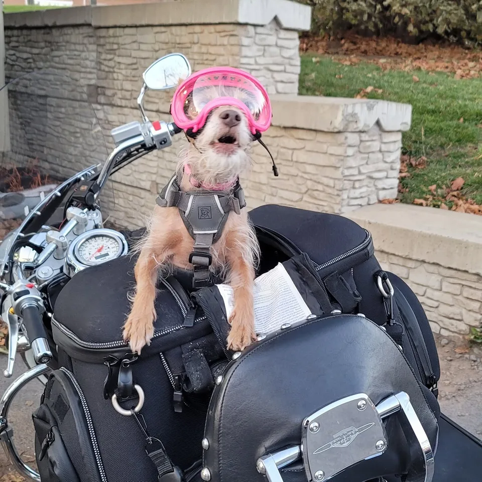 Pixel standing up in her carrier in pink goggles and her harness, front paws on the edge and mouth open, on a bike parked by a stone wall